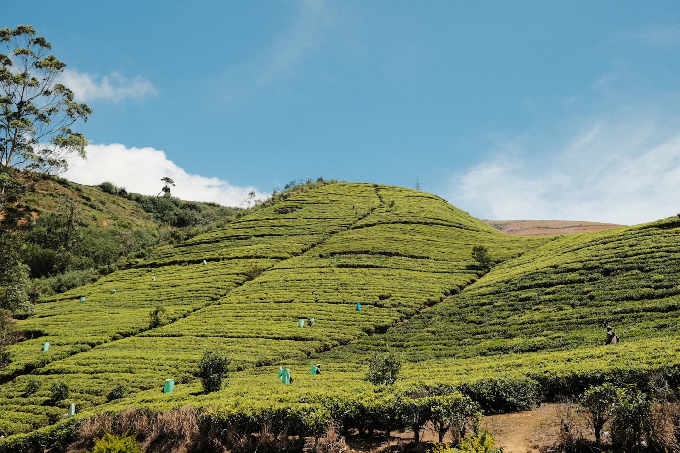 Neat rows of tea bushes across the hills of Sri Lanka's tea country