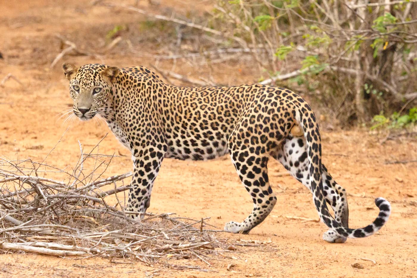 Leopard walking through Yala National Park, Sri Lanka